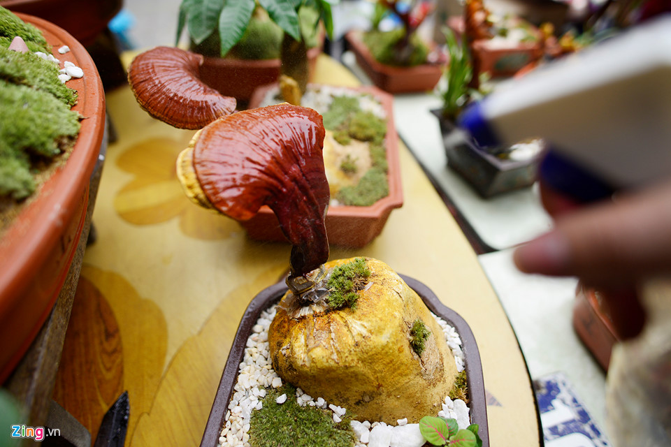 Nấm linh chi biến thành cây cảnh trưng bày dịp Tết